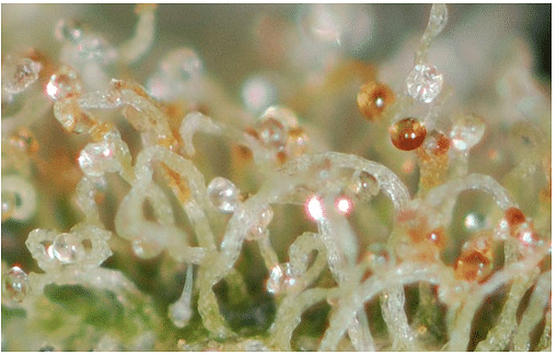 What do trichomes look like when ready to harvest? [Ready-to-Harvest  Trichome Picture Gallery]