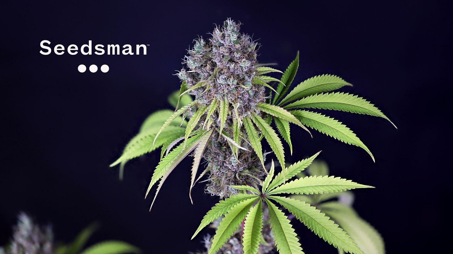 Cannabis Seeds For Sale Since 2003 Seedsman Za 8122