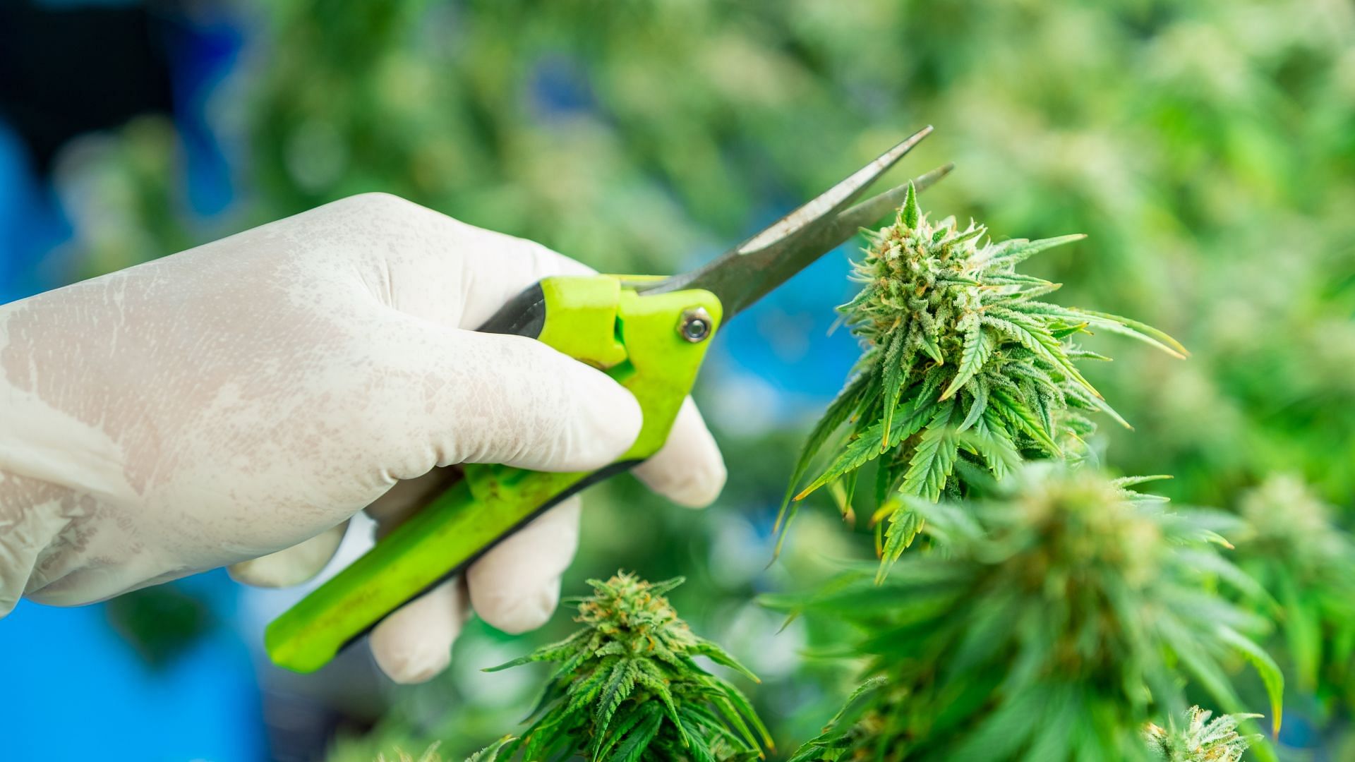 How To Prune Cannabis Plants