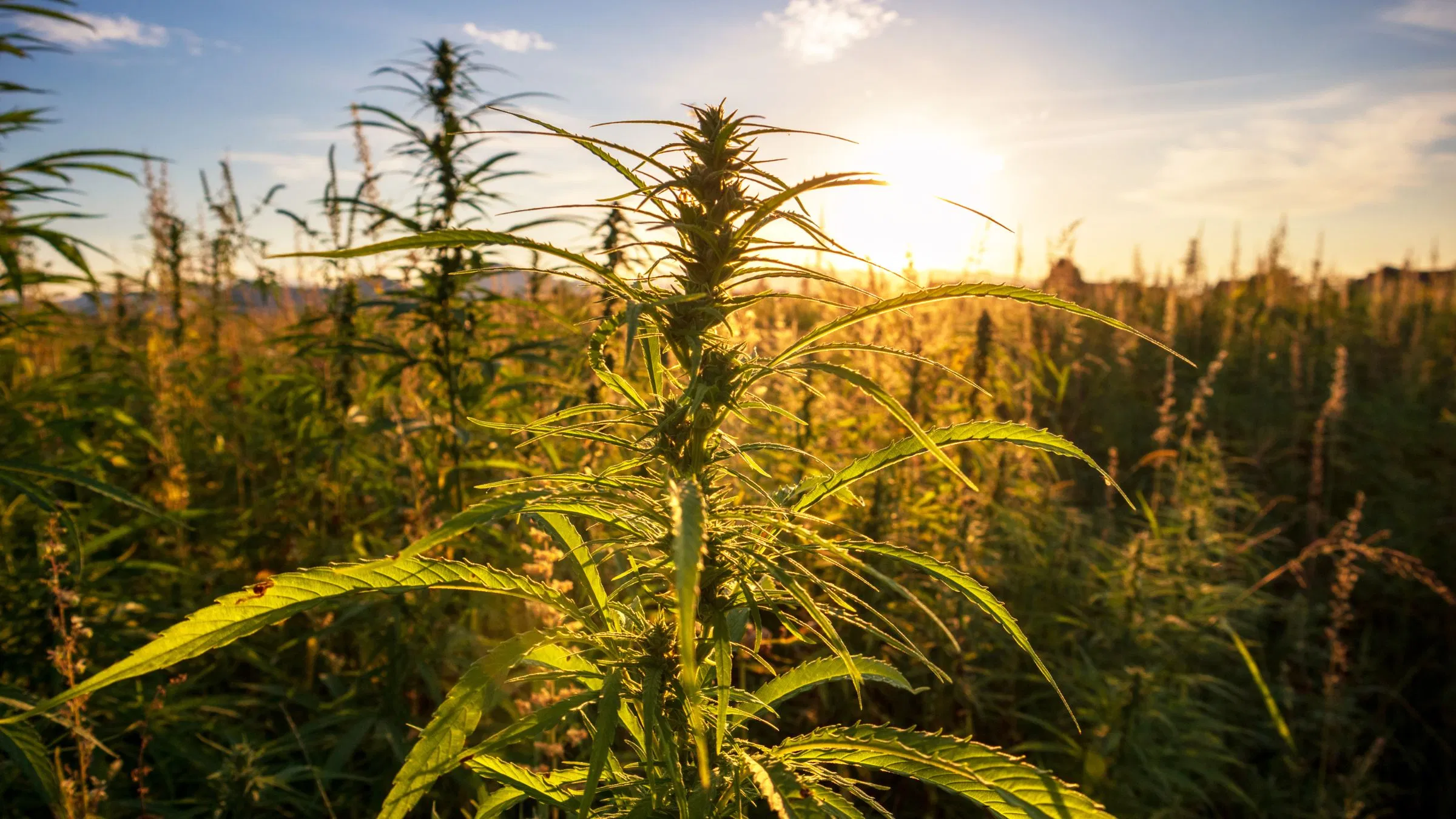 In photoperiod plants, flowering is triggered by a change in the number of hours of light the plants receive