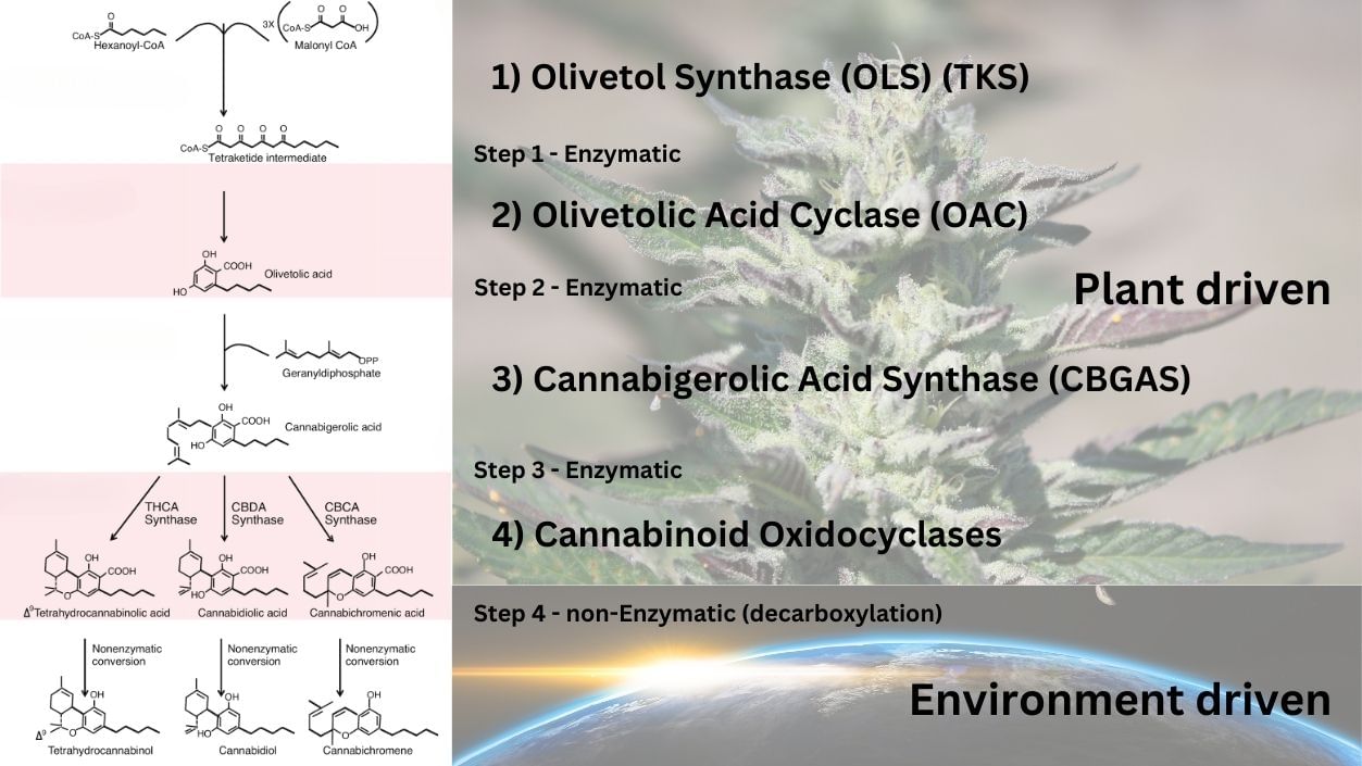 'Infographic of cannabinoid synthesis pathway'