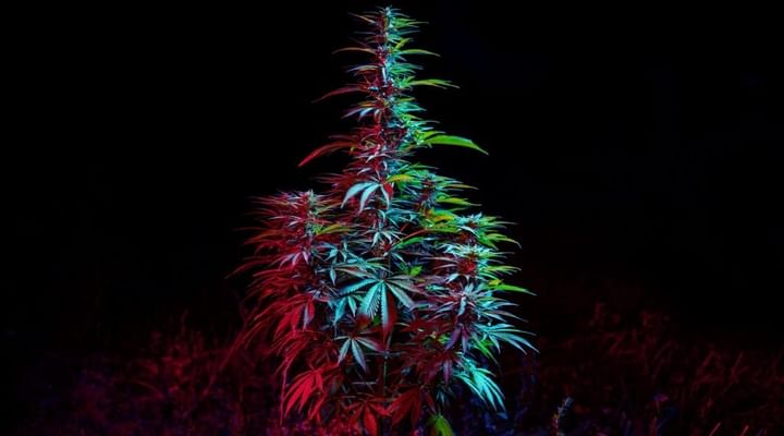 colorful cannabis in darkness
