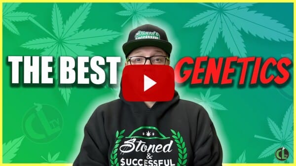 Top 7 Best Genetics to Try This Year