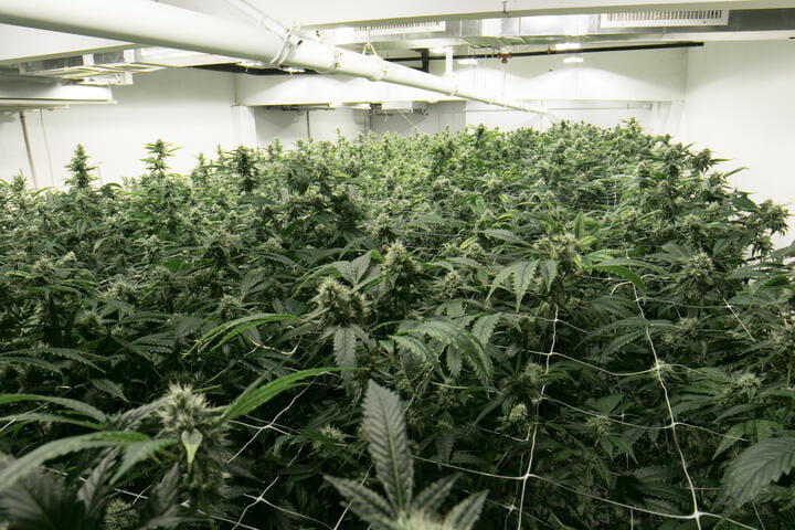how to grow cannabis in an indoor grow room