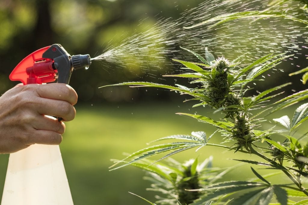 Hand watering cannabis plants