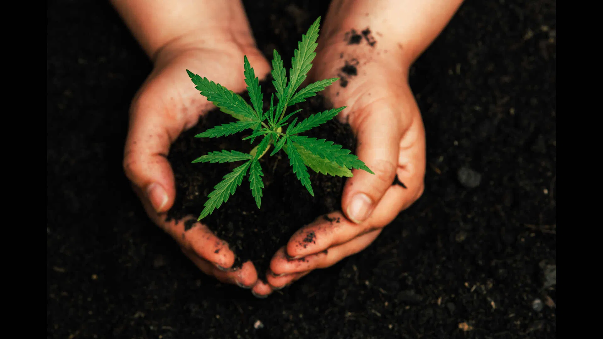 soil is the easiest medium