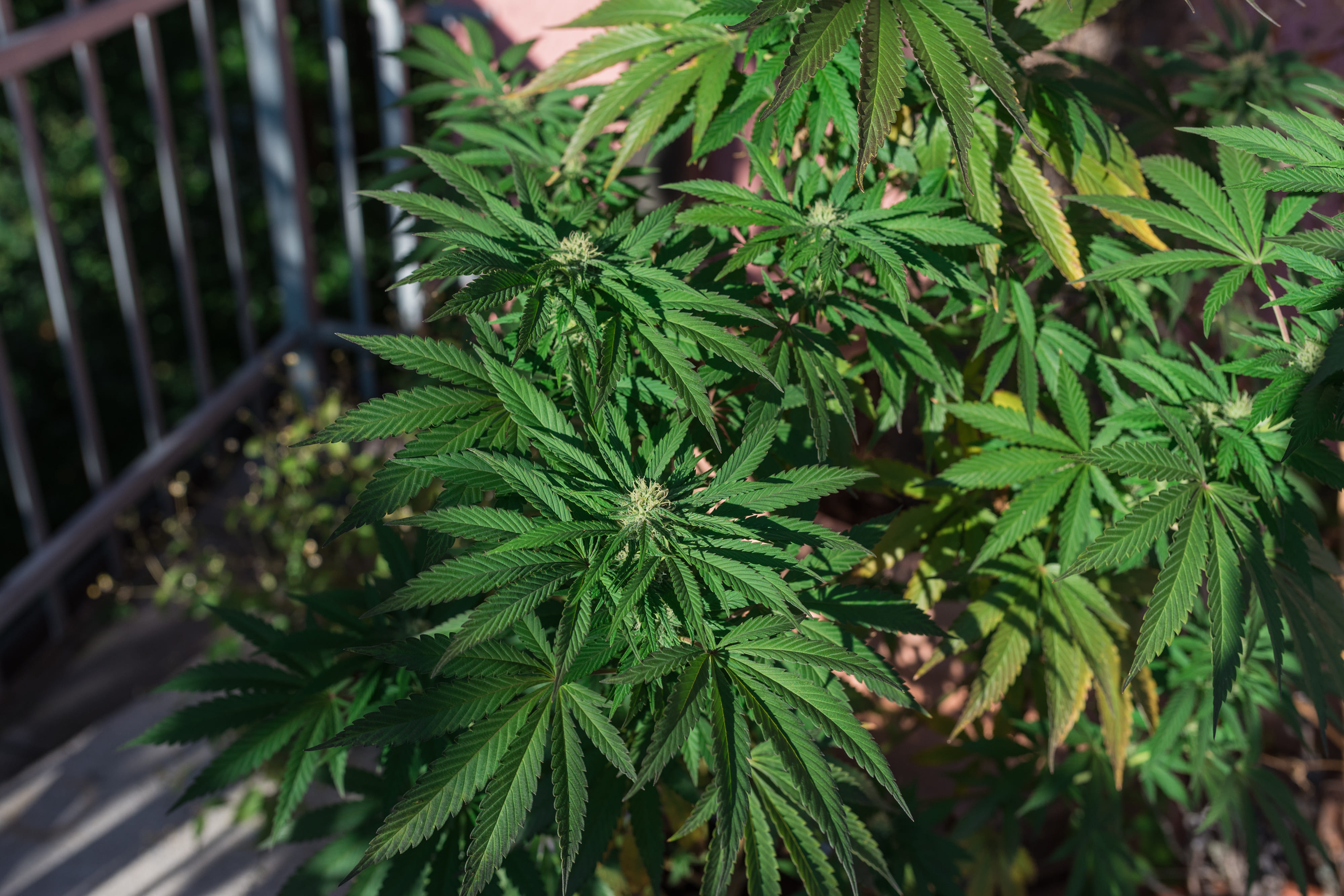 Autoflower grown outdoors