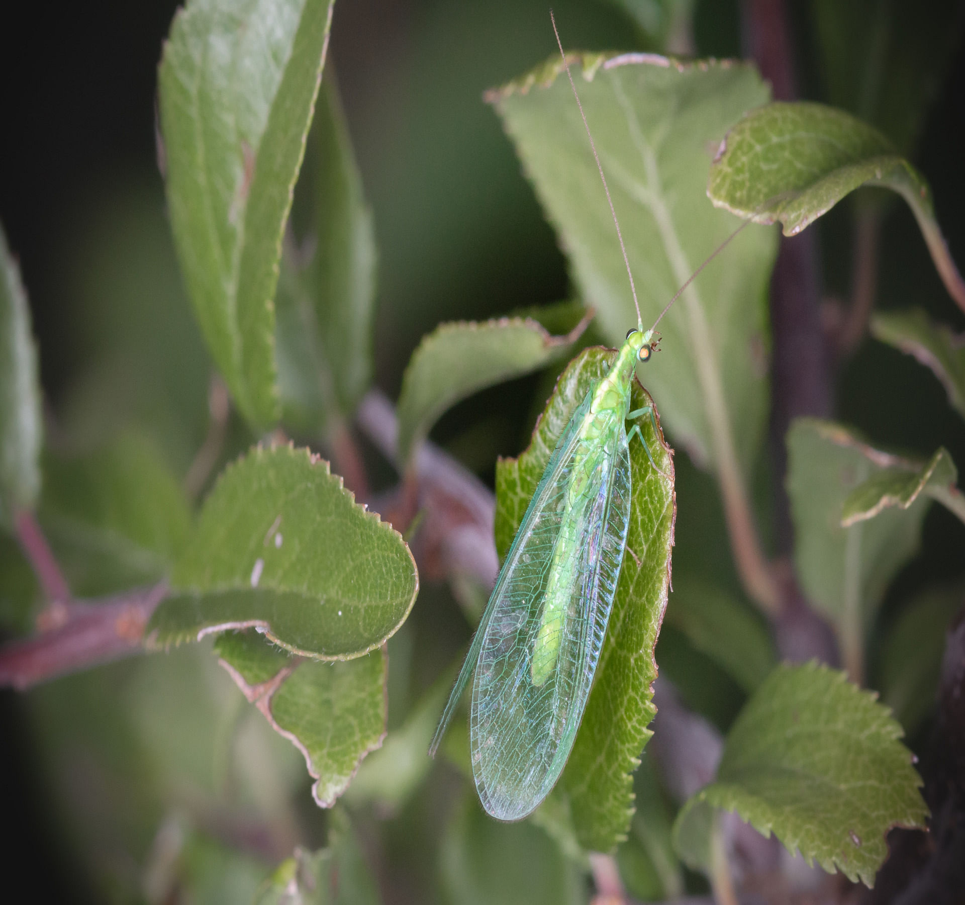 how-to-keep-bugs-and-pests-away-from-your-cannabis-plants