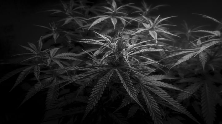 white cannabis plants