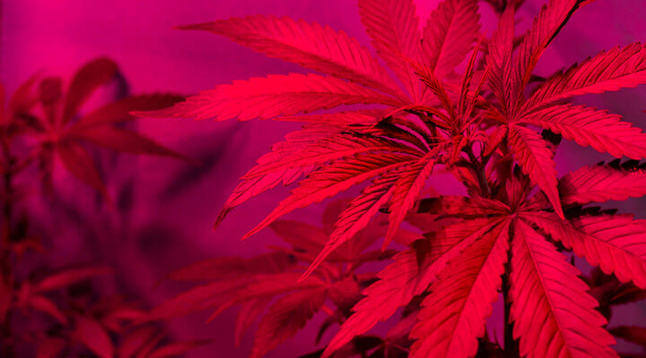 Red Light Spectrum on cannabis