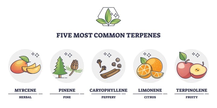 5 common terpenes