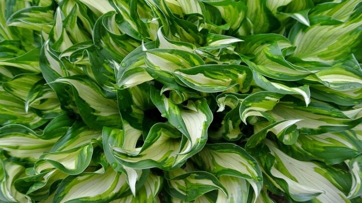 variegation in plants 2