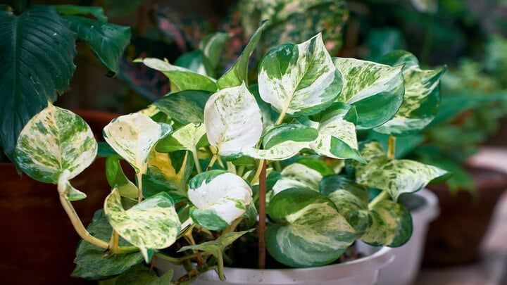 Plant With Variegation