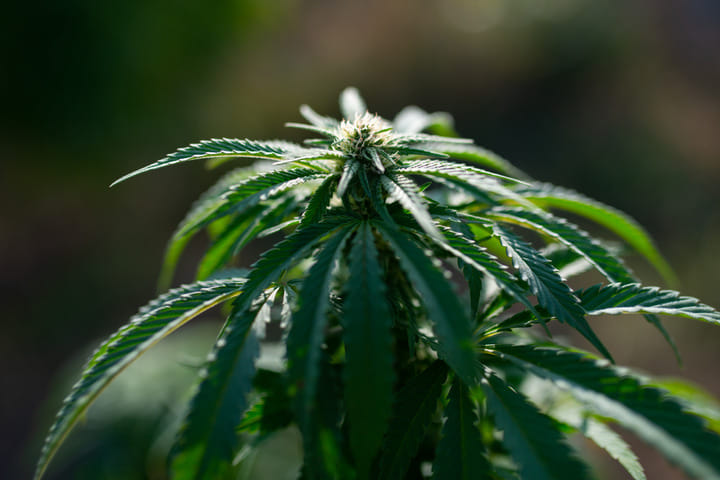 Afghani landrace cannabis