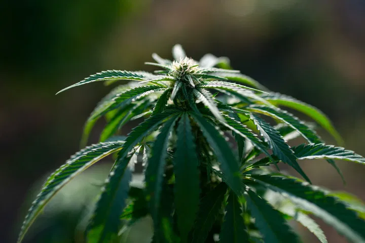 Afghani landrace cannabis