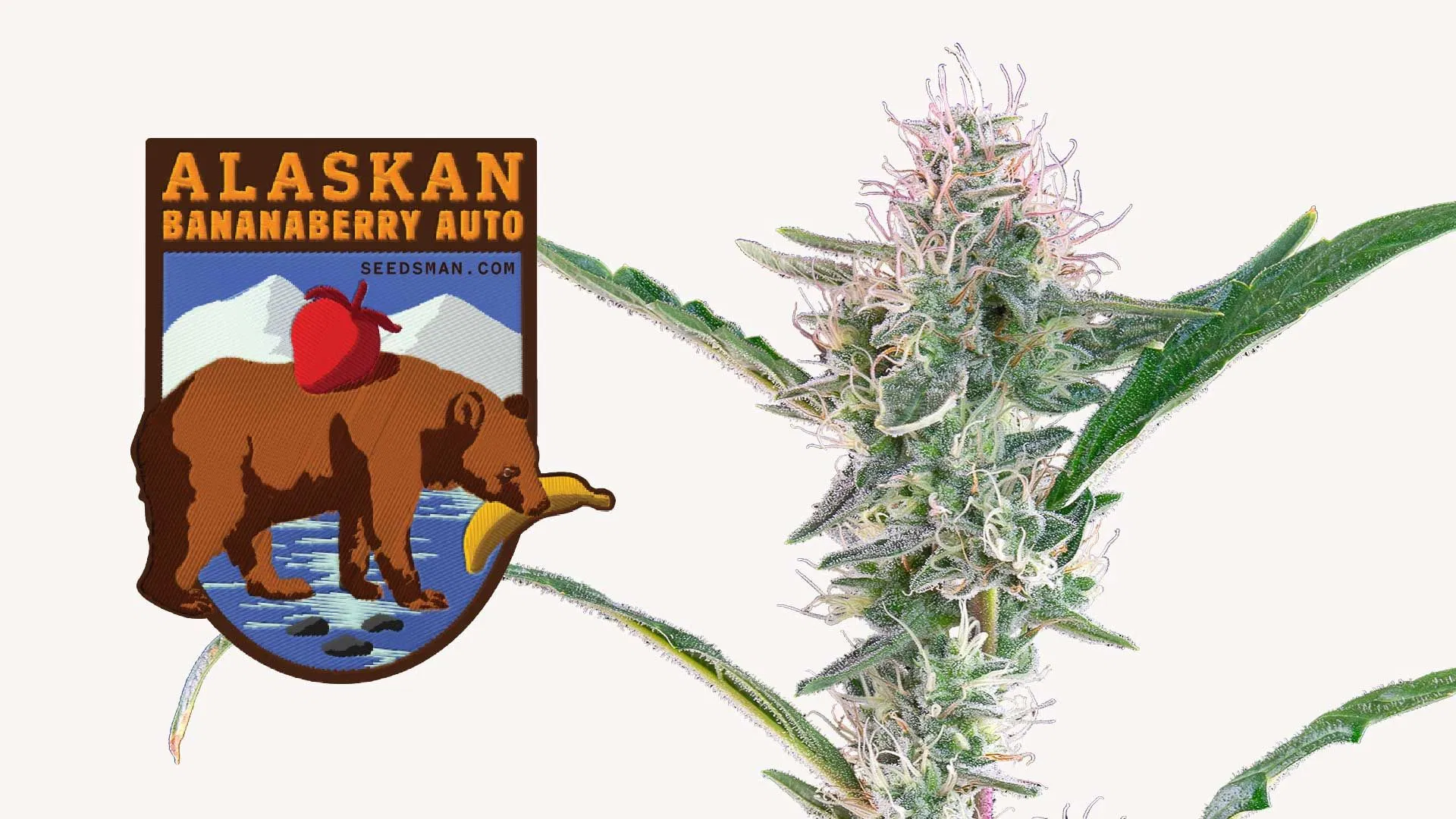 New from Seedsman - Alaskan Bananaberry Auto
