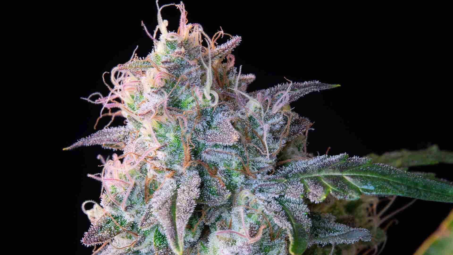 Seedsman Alaskan Bananaberry Auto