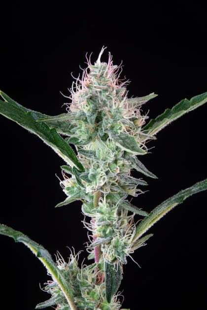 Seedsman Alaskan Bananaberry Auto