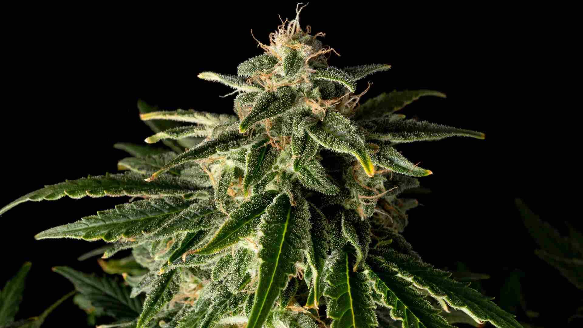 Seedsman Alaskan Purple Auto