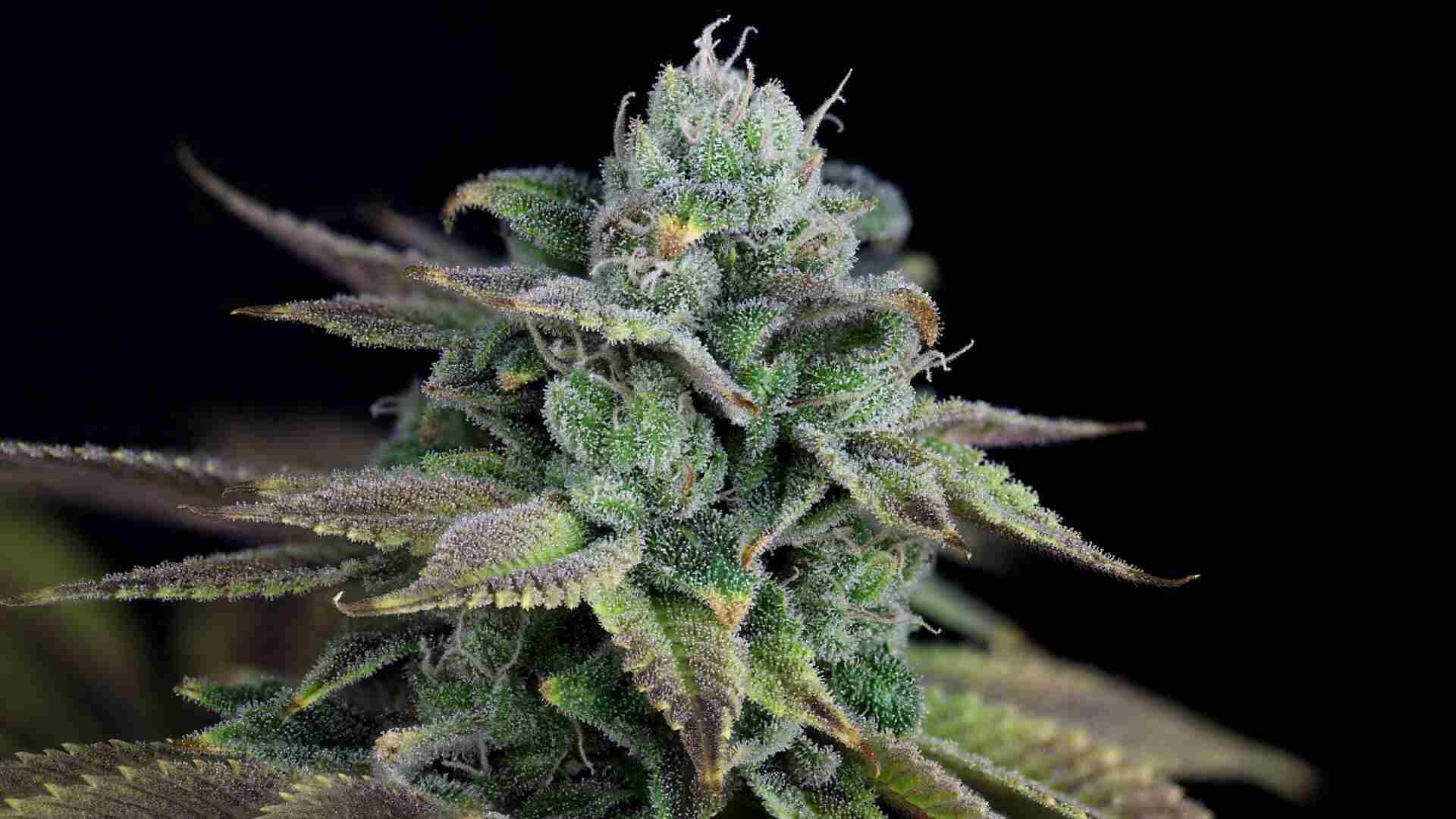 Seedsman Alaskan Purple
