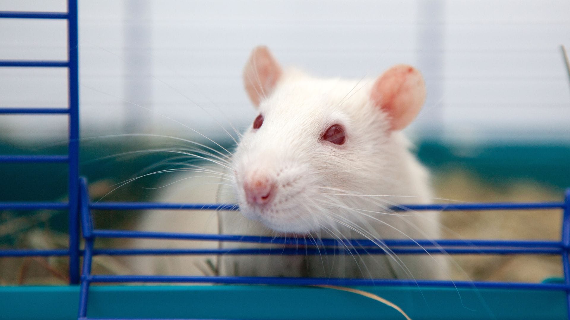 Albino mouse with red eyes and white hair
