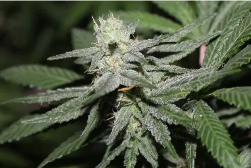 Alien Headband