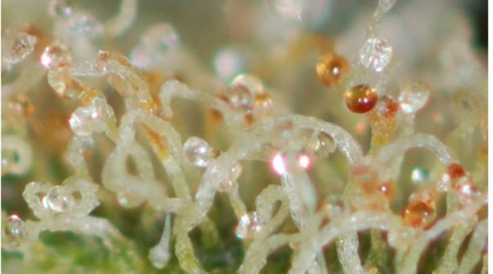 amber trichomes