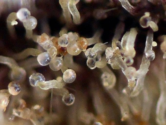 trichomes in late flowering
