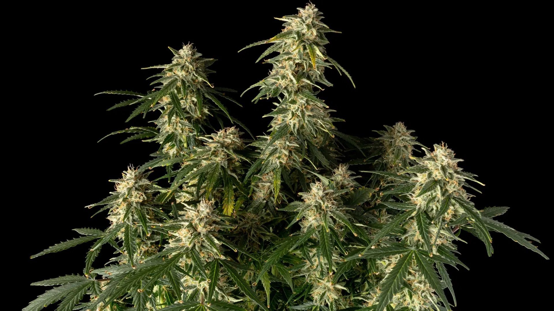 Autoflowering mostly-sativa stain Seedsman Amnesia Auto