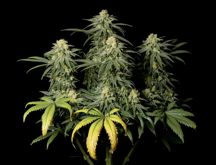 Amnesia FAST