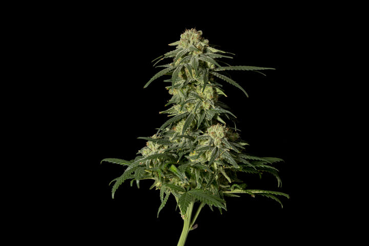 Seedsman Amnesia FAST