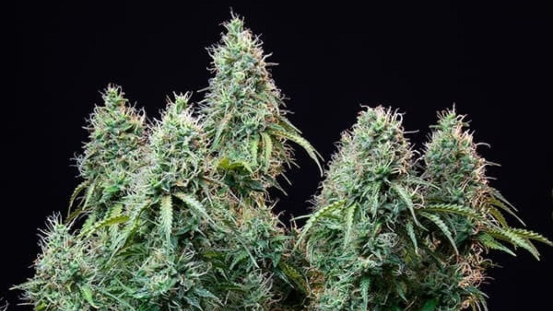 Amnesia Haze Automatic by RQS