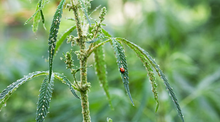 aphids on cannabis