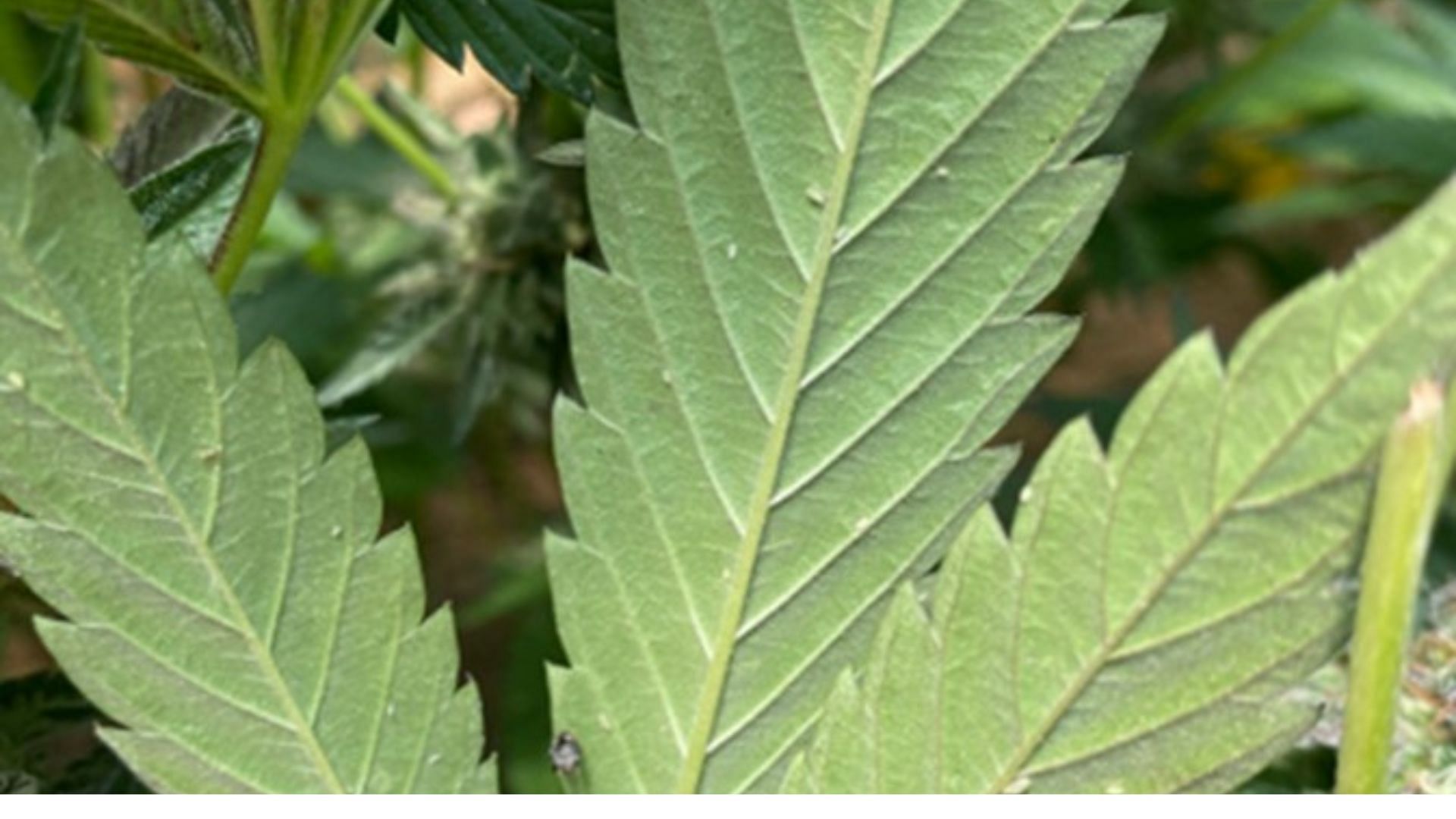 what aphids look like on a cannabis leaf