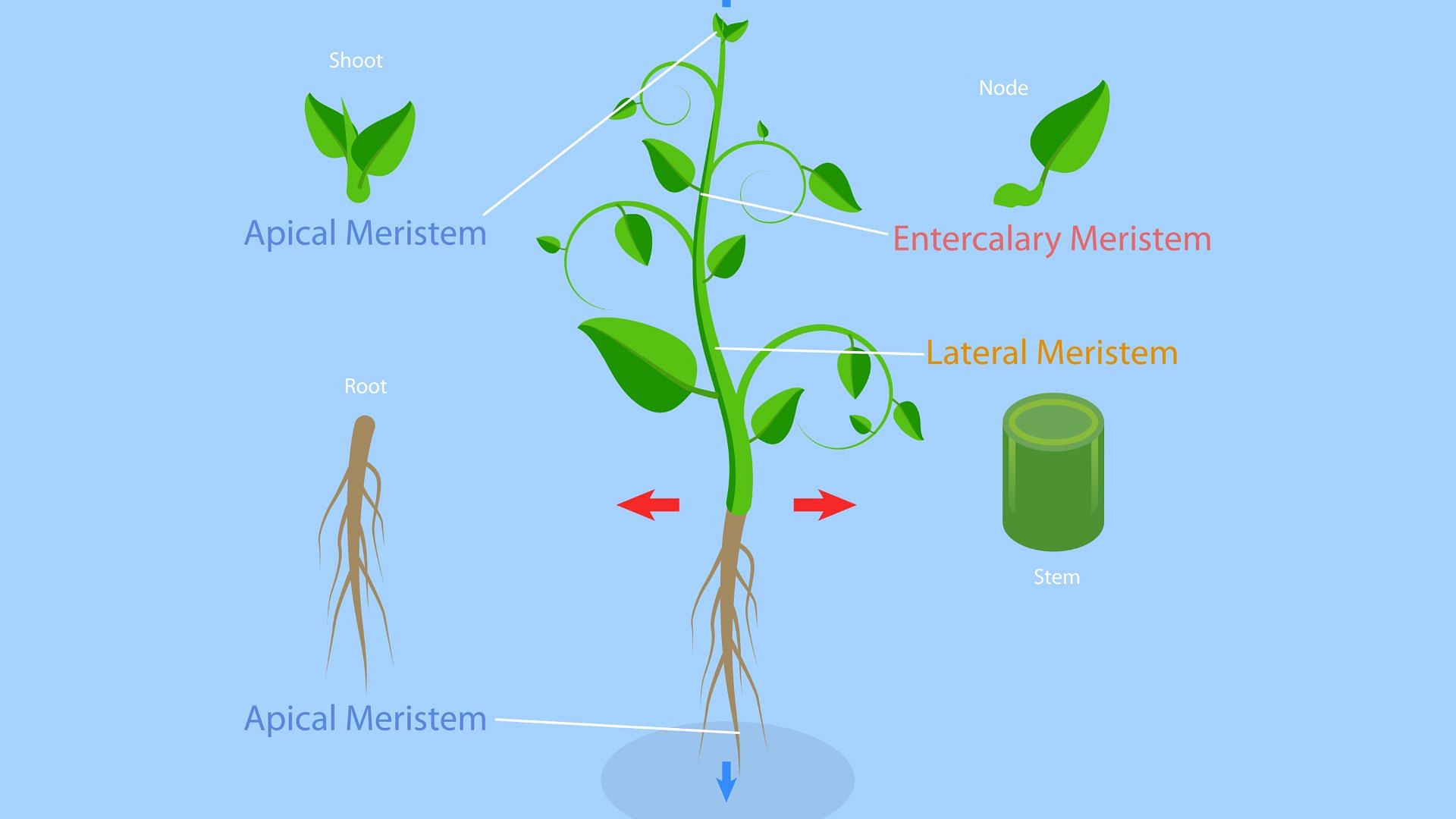 Diagram showing plant stem