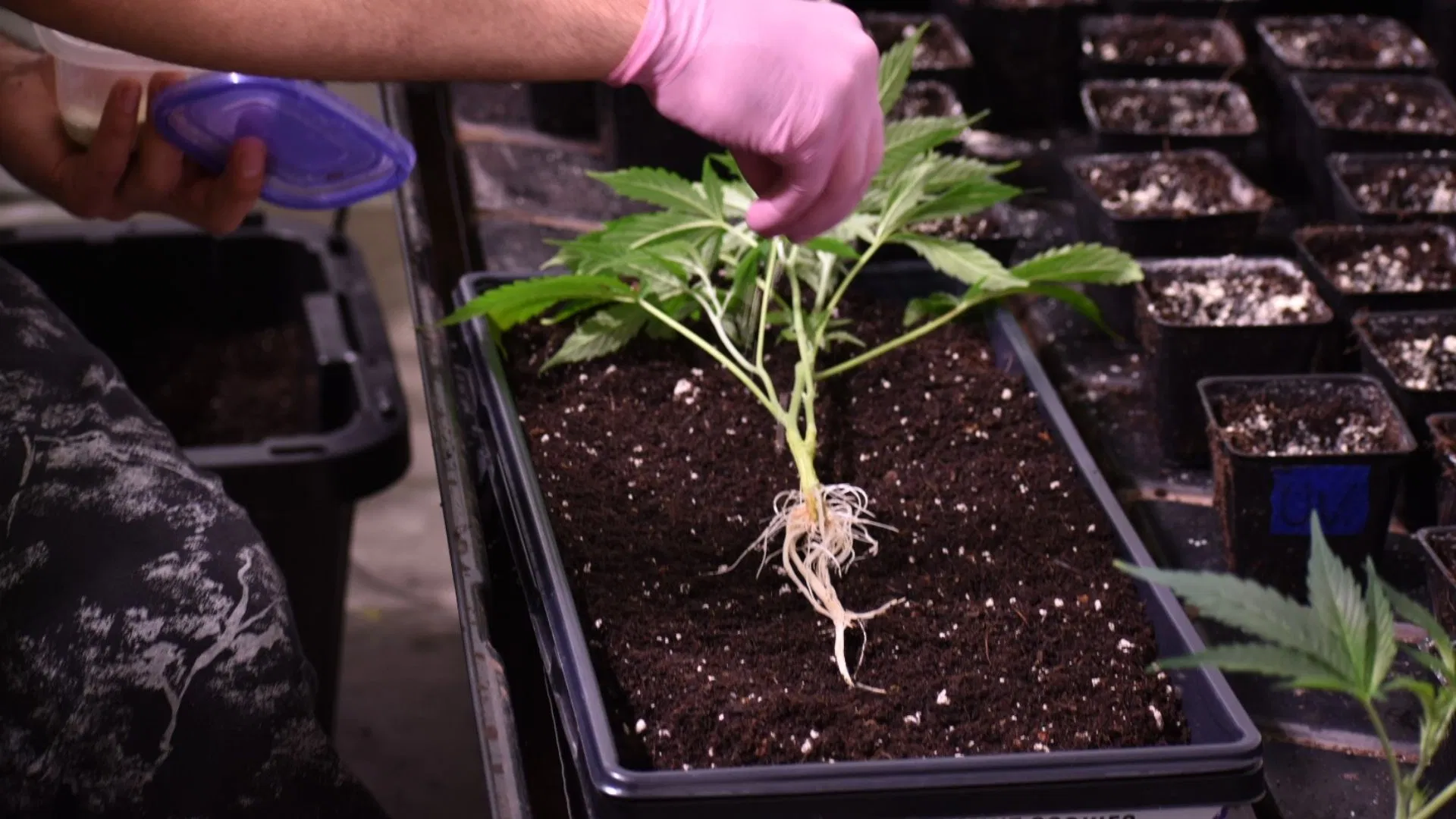 Aplying benefical microbes and transplanting