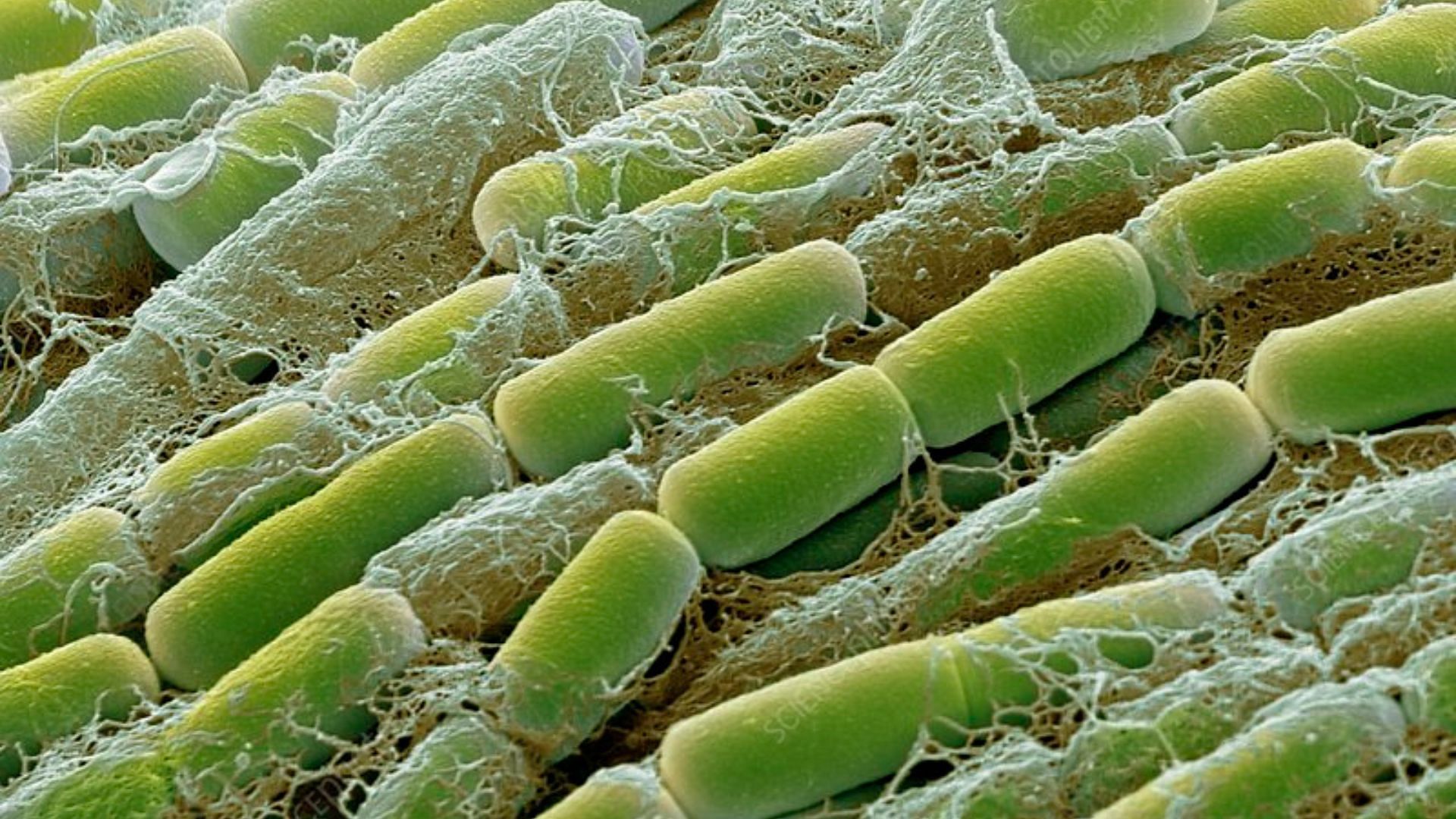 Bacillus Megaterium can benefit your soil