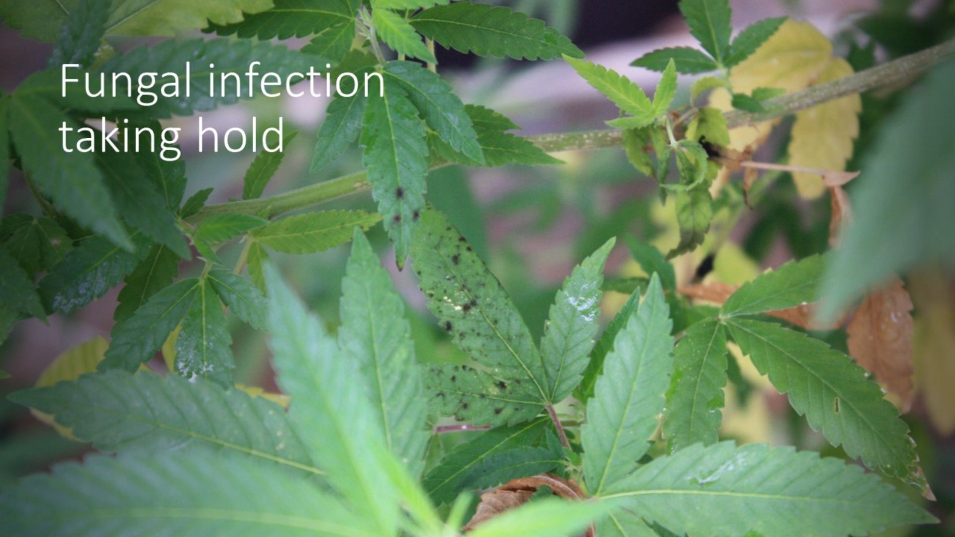what a fungal infection looks like on cannabis