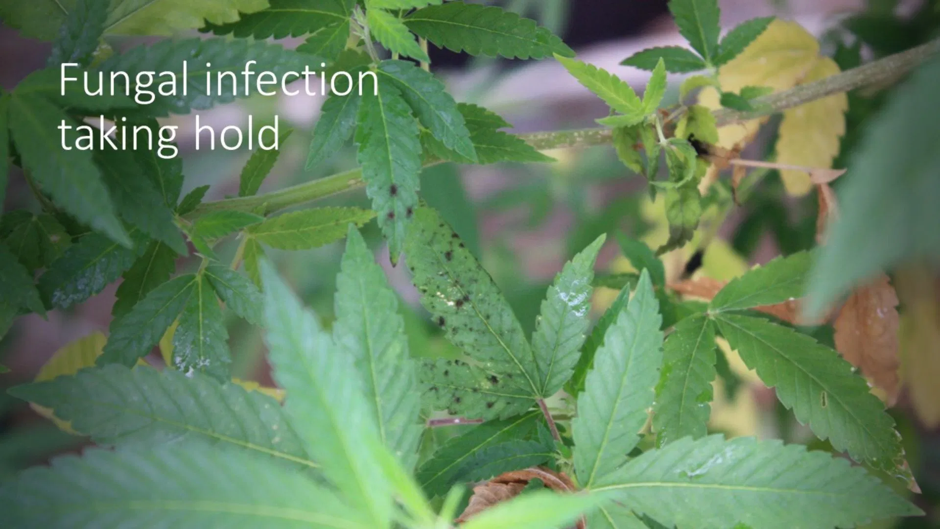 what a fungal infection looks like on cannabis