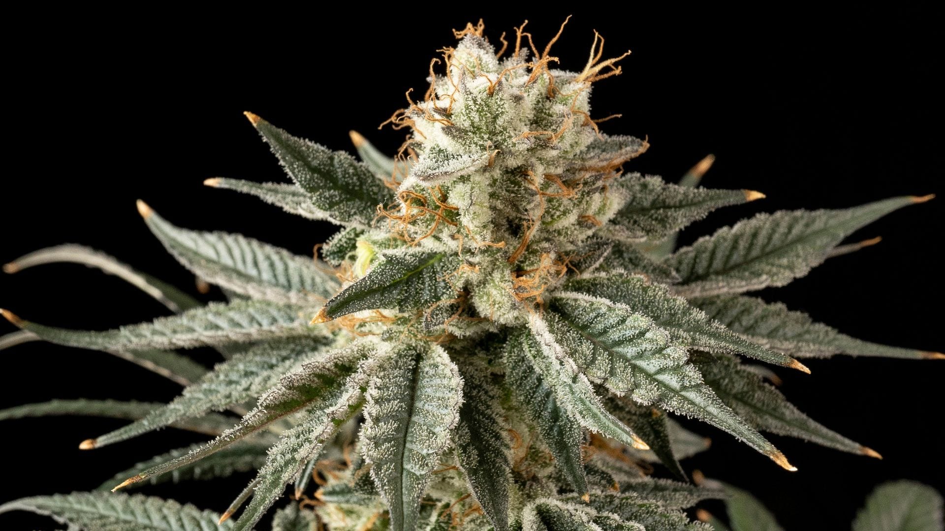 Celebrate National Cookie Day with Seedsman