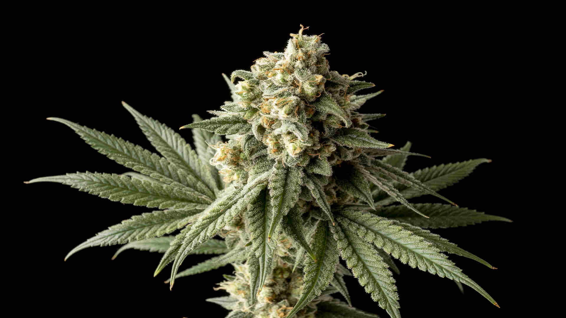 Seedsman Badazz OG Cheese