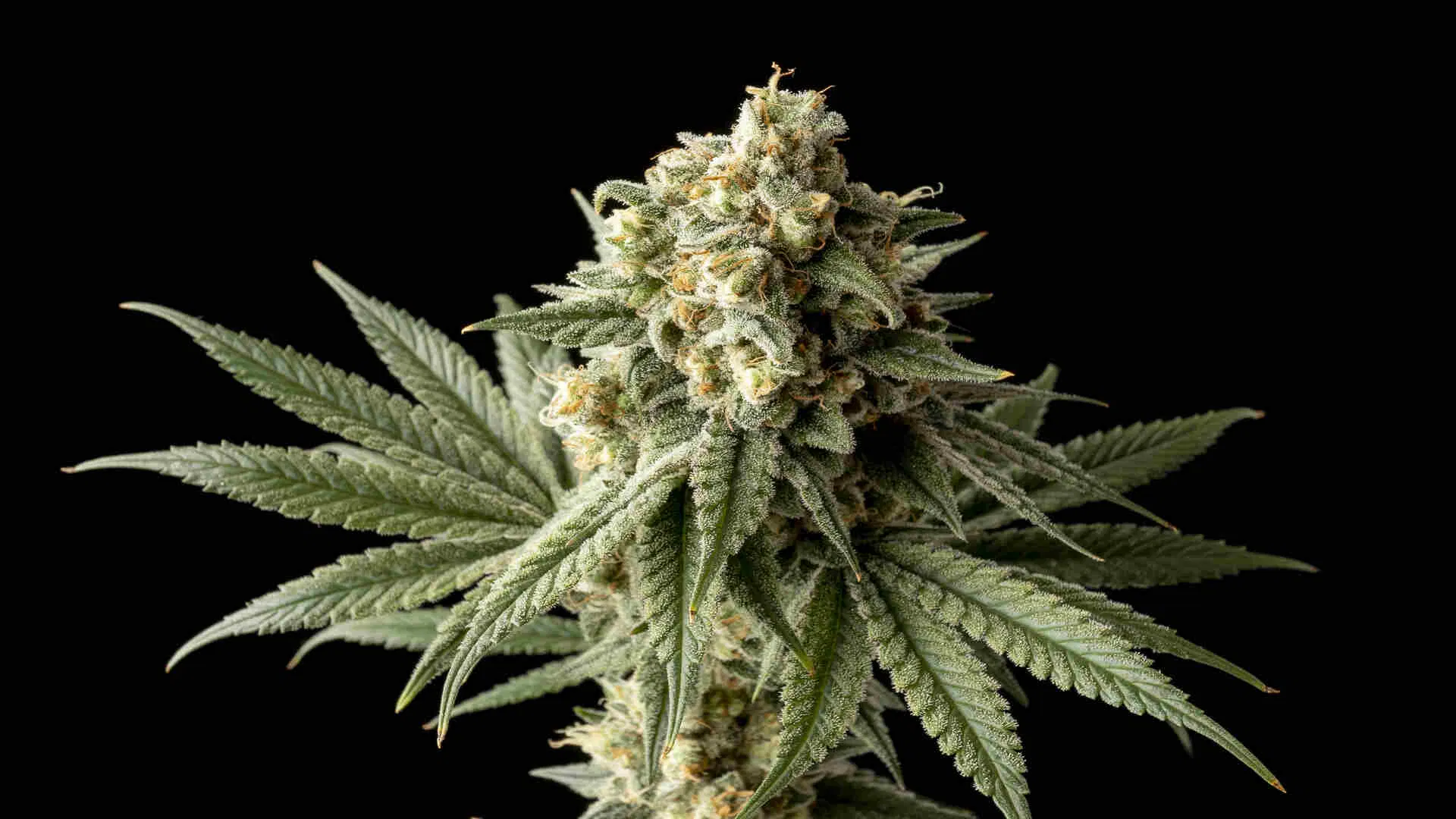 Seedsman Badazz OG Cheese