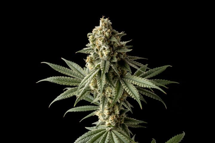 Seedsman Badazz OG Cheese South Africa