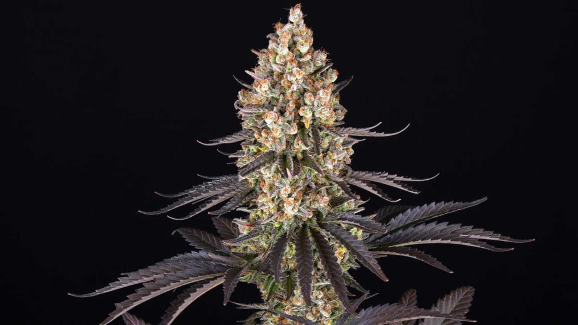 Barney's Farm OG Kush