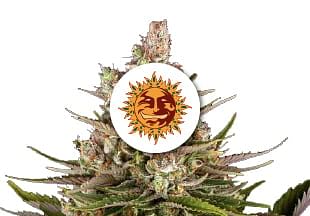 Join the club - Club regular cannabis seeds - - 3 free seeds from r