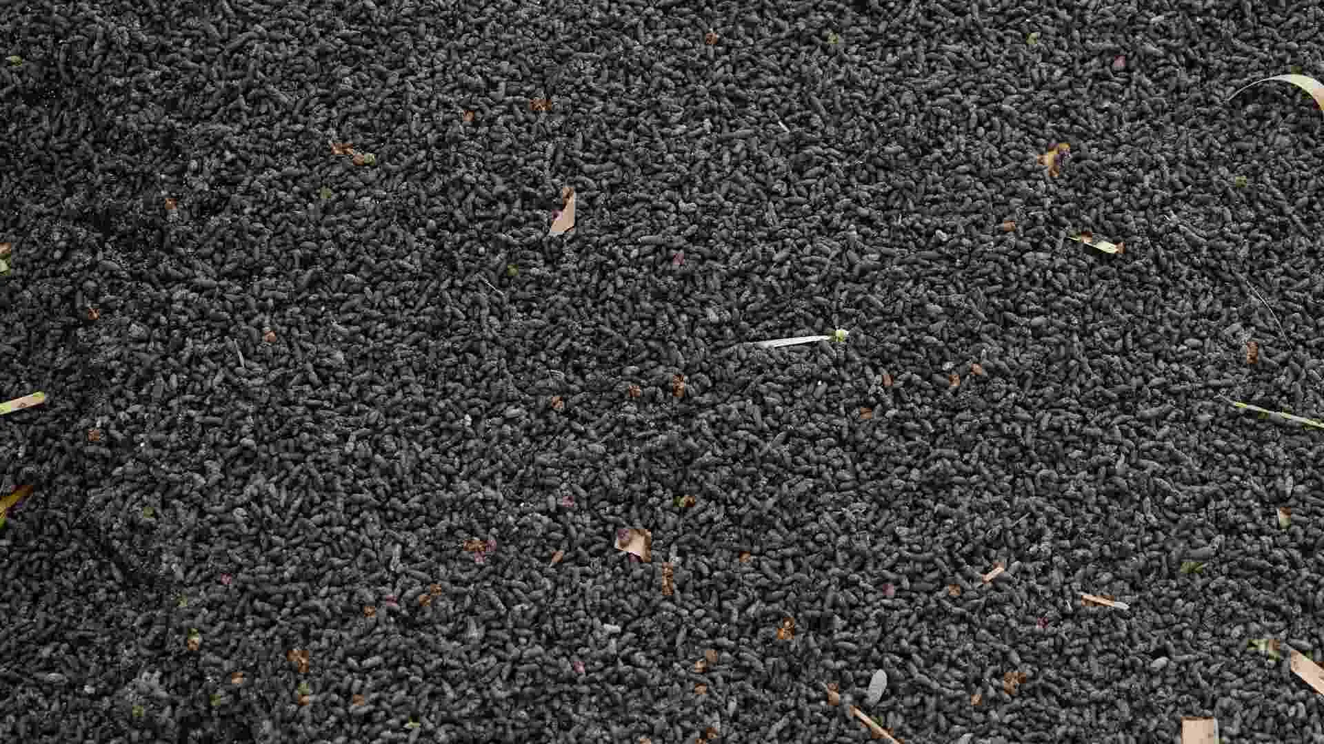 Bat Guano