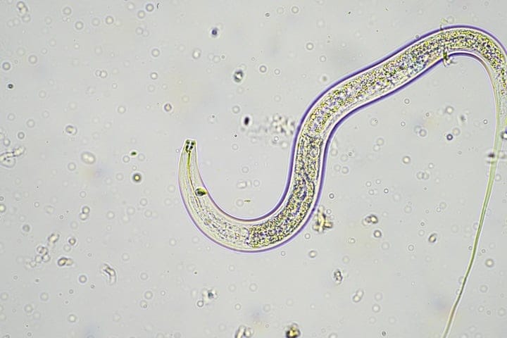 use beneficial nematodes to deal with fungus gnats