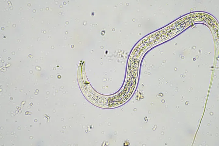 use beneficial nematodes to deal with fungus gnats