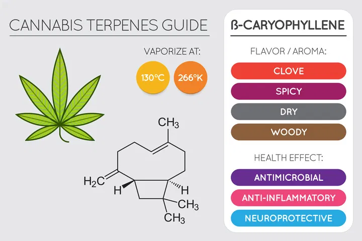 what is beta caryophyllene