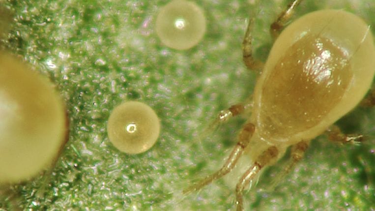 Beneficial Predatory Mites